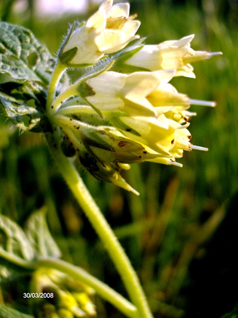 Symphytum bulbosum / Consolida minore