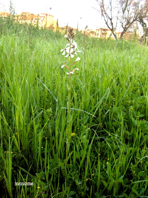 Eruca sativa / Rucola comune