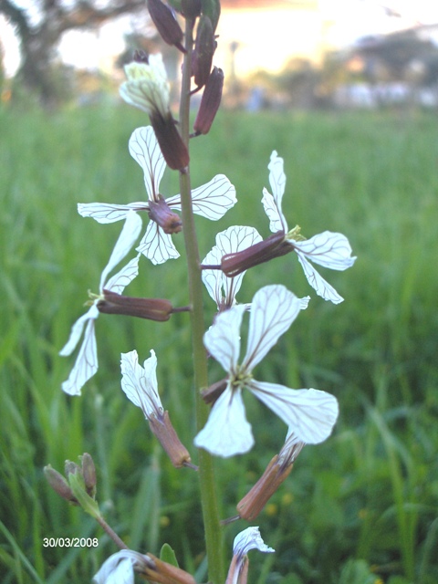 Eruca sativa / Rucola comune