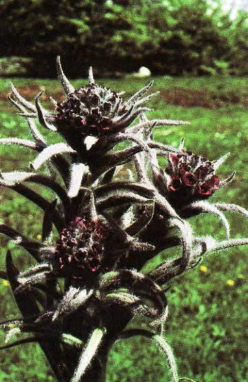 Cynoglossum magellense / Cinoglosso della Majella