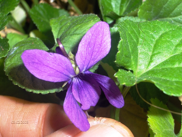 .fotografato il .01.02.08. - Viola sp.