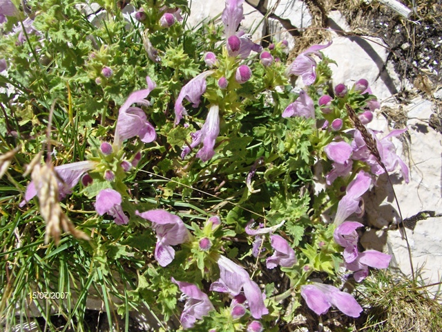 Lamium garganicum / Falsa-Ortica meridionale