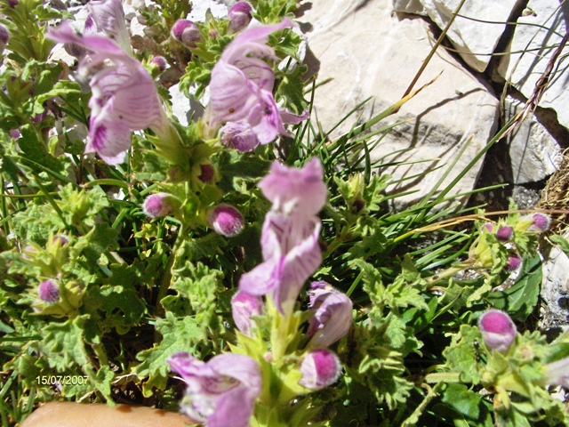 Lamium garganicum / Falsa-Ortica meridionale