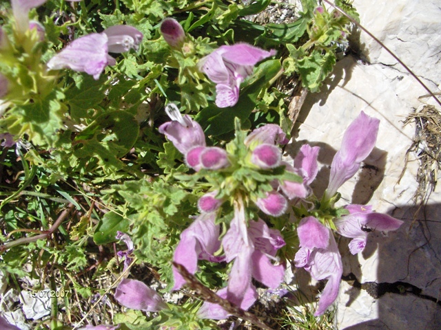 Lamium garganicum / Falsa-Ortica meridionale