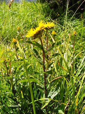 Pentanema hirtum (=Inula hirta) / Enula scabra