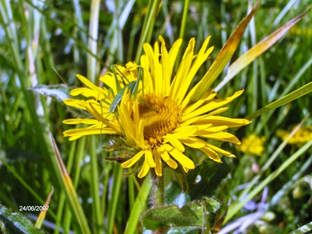 Pentanema hirtum (=Inula hirta) / Enula scabra