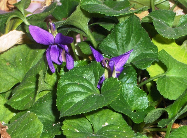 .fotografato il .01.02.08. - Viola sp.