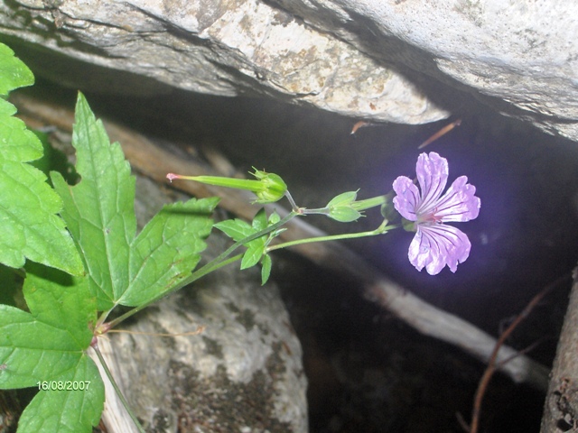 garofano? no, Geranium nodosum