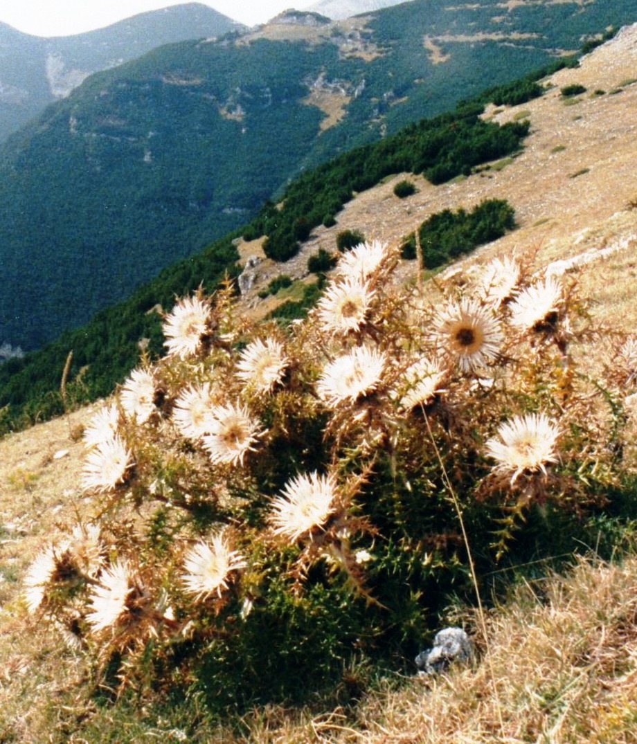 Carlina acaulis subsp. caulescens / Carlina Bianca