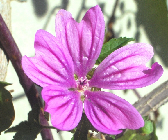 piante comuni - Malva sylvestris