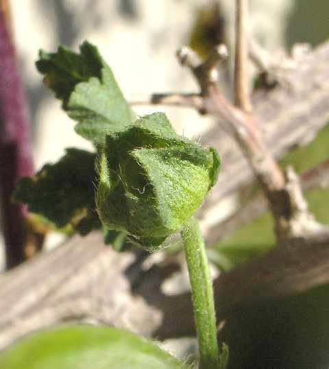 piante comuni - Malva sylvestris