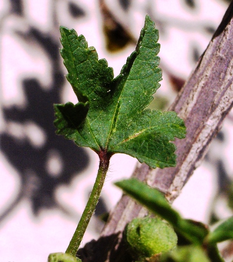 piante comuni - Malva sylvestris