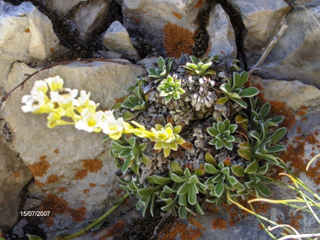 Saxifraga callosa (= S. lingulata) / Sassifraga meridionale