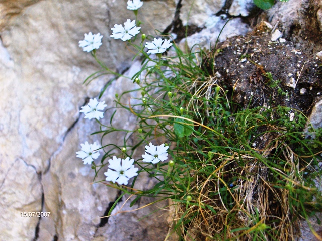 Silene pusilla / Silene piccola