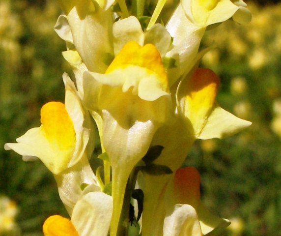 Linaria vulgaris / Linajola comune