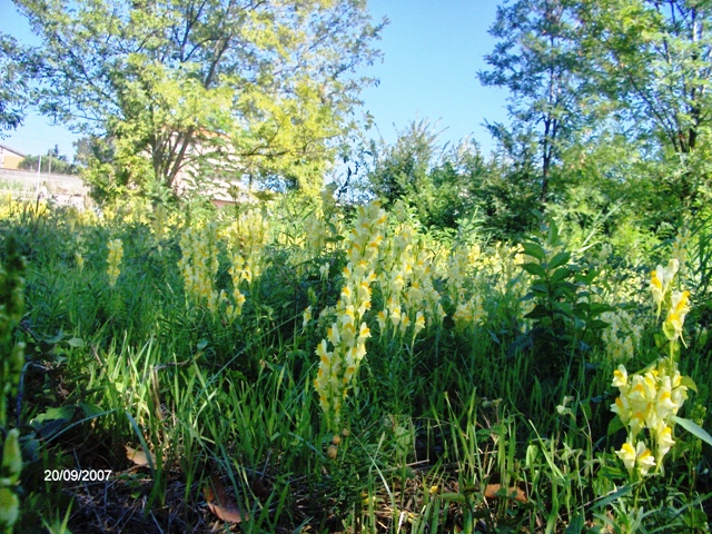 Linaria vulgaris / Linajola comune