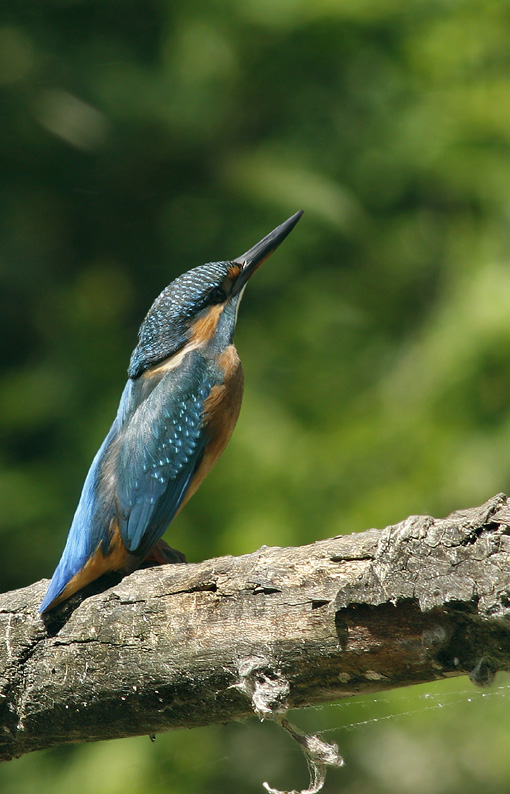 Martin pescatore -  Alcedo atthis
