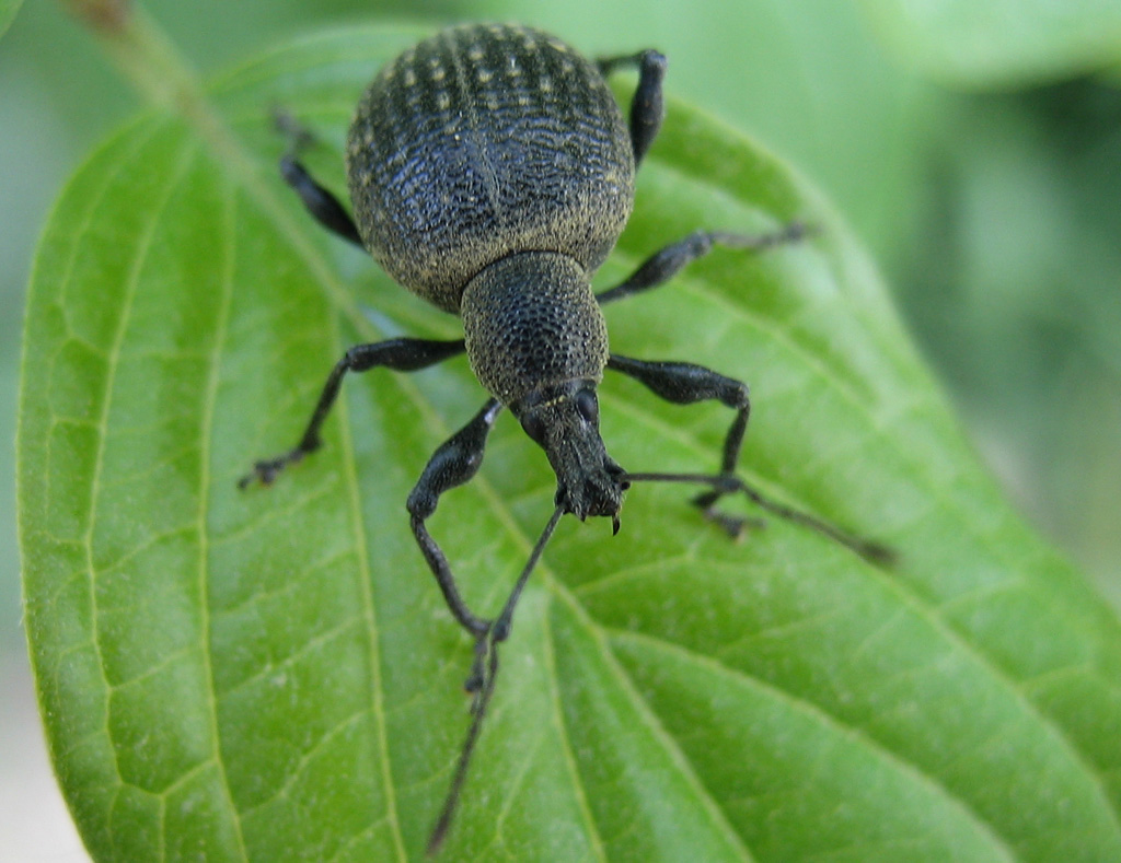 Curculionidae... speriamo in bene...