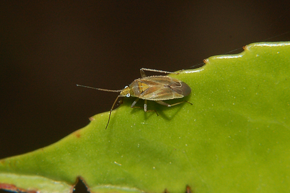 Altri amici da identificare ..... Parco del Ticino