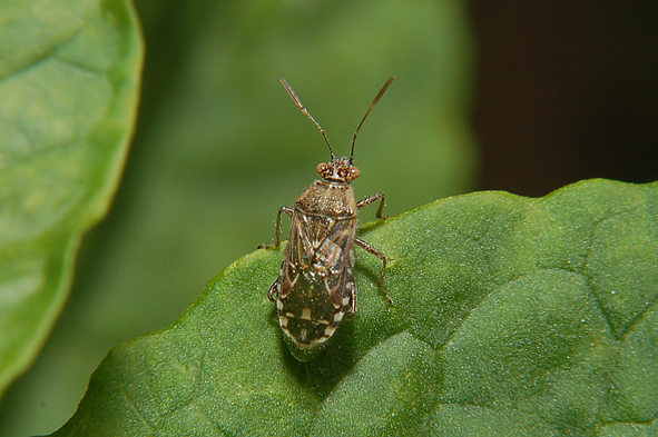 Rhopalidae da identificare.....del Parco del Ticino
