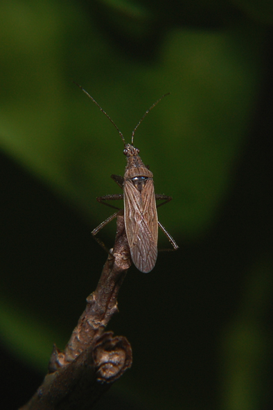 Altri amici da identificare ..... Parco del Ticino