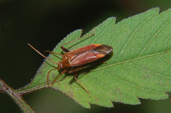 Altri amici da identificare ..... Parco del Ticino