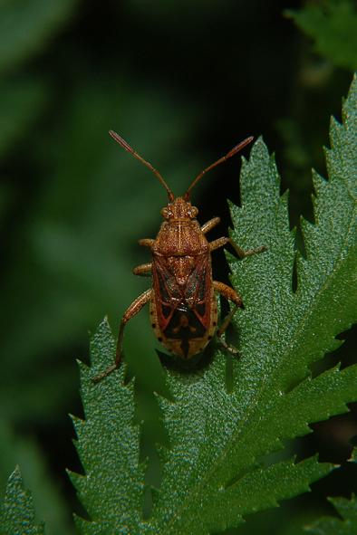 Rhopalidae da identificare.....del Parco del Ticino