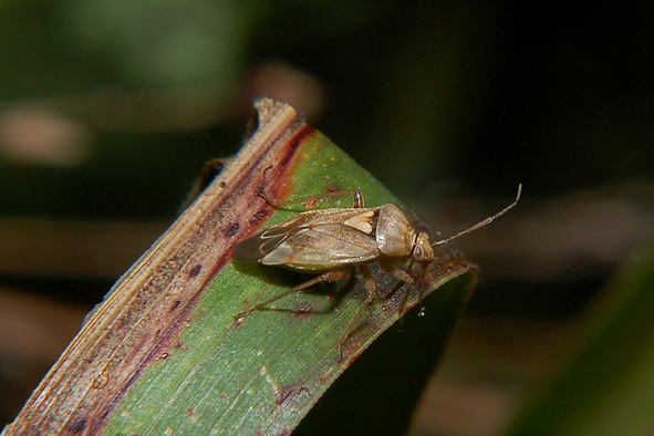 Lygus pratensis