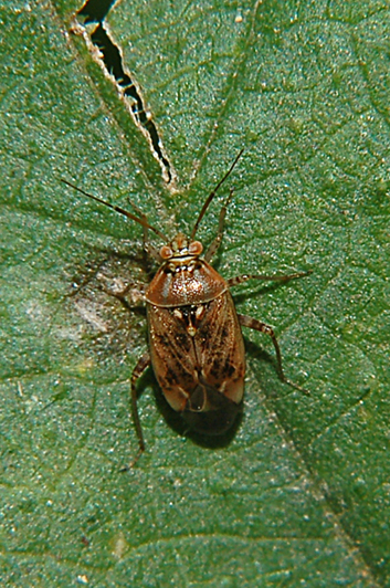 Miridae: Lygus rugulipennis di???