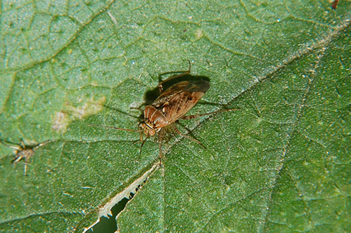 Miridae: Lygus rugulipennis di???
