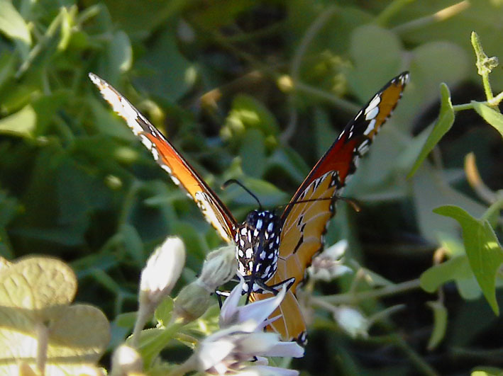 Danaus chrysippus - (Accoppiamento)