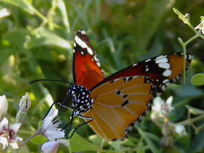 Danaus chrysippus - (Accoppiamento)