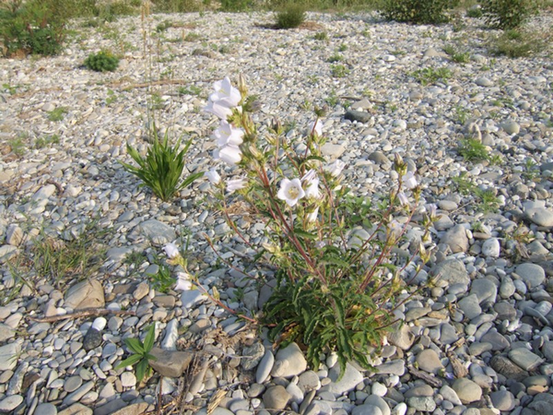 Vegetazione glareicola