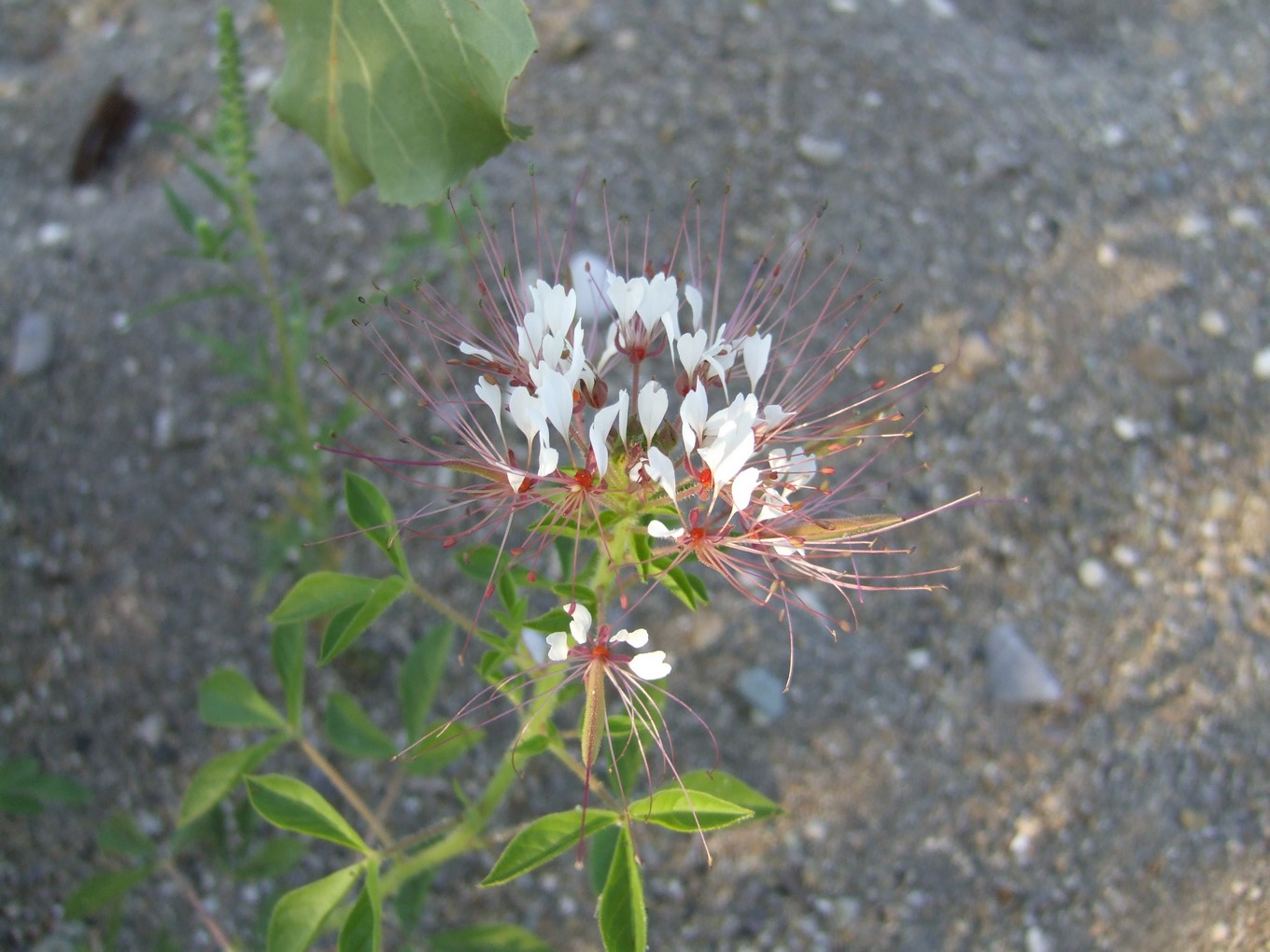 Vegetazione glareicola