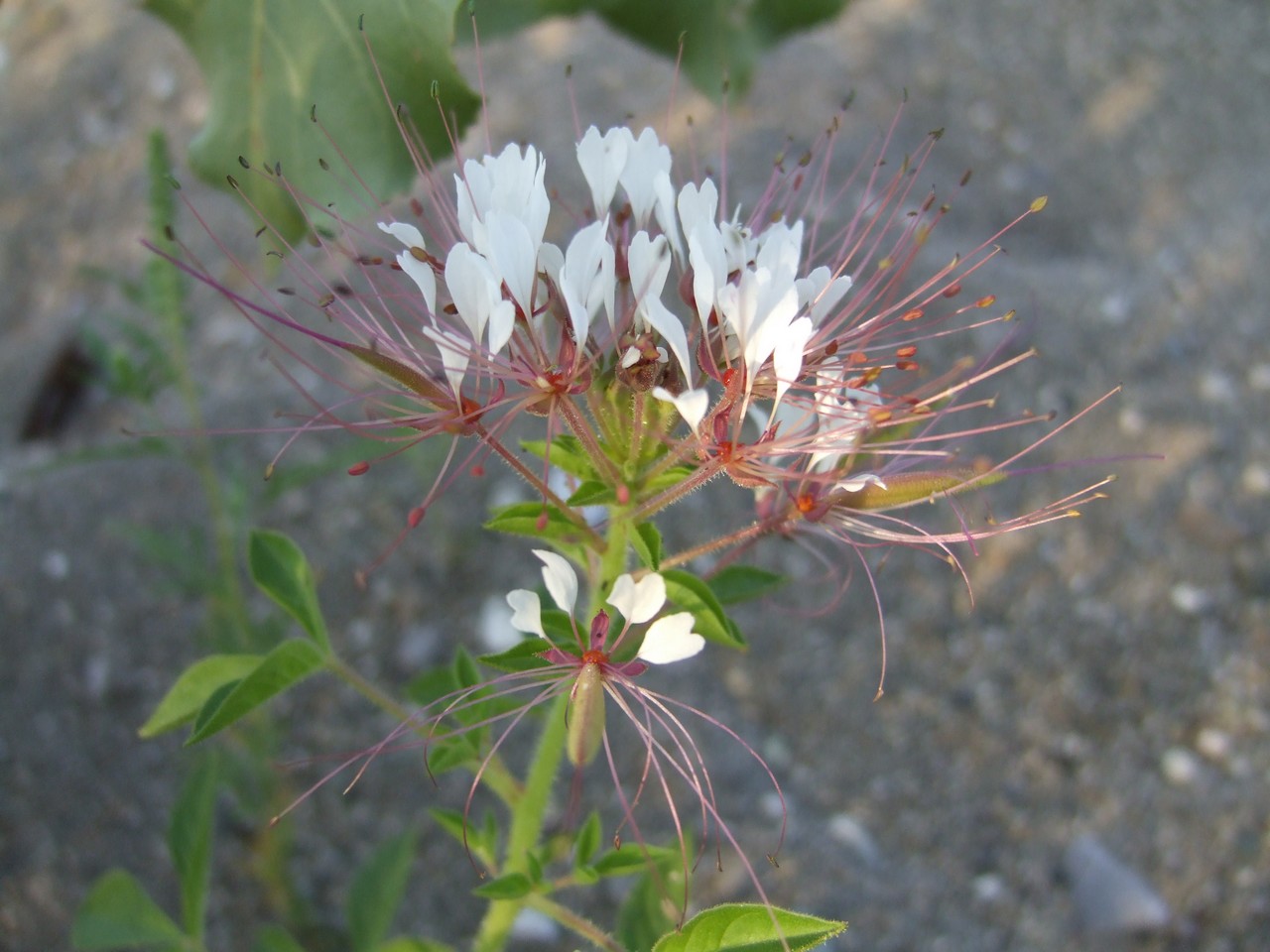 Vegetazione glareicola