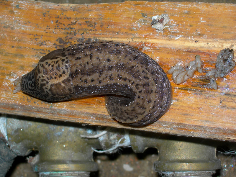 Limax cf maximus di Montefeltro commune Frontino (PU)