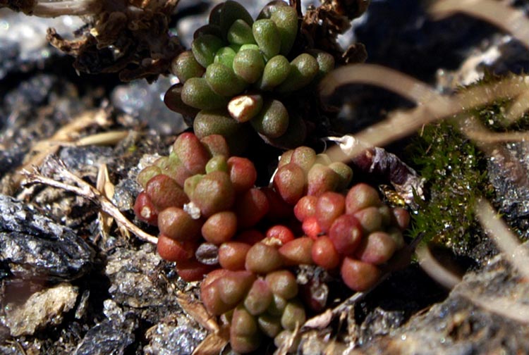 Gi sfiorita? Sedum atratum