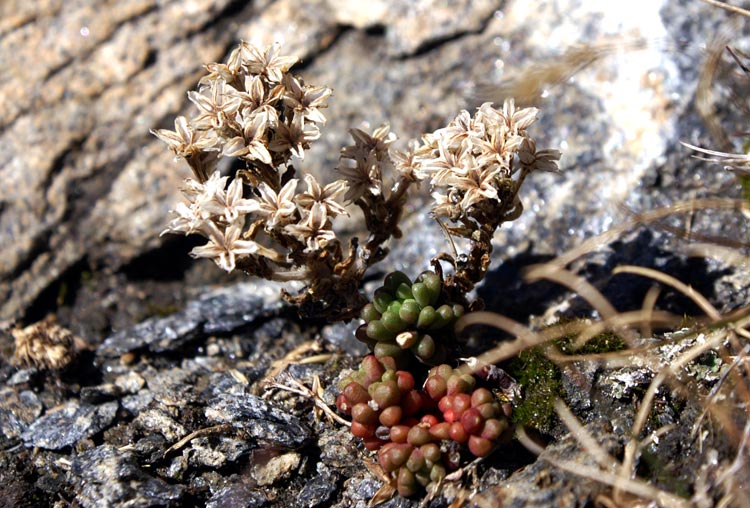 Gi sfiorita? Sedum atratum