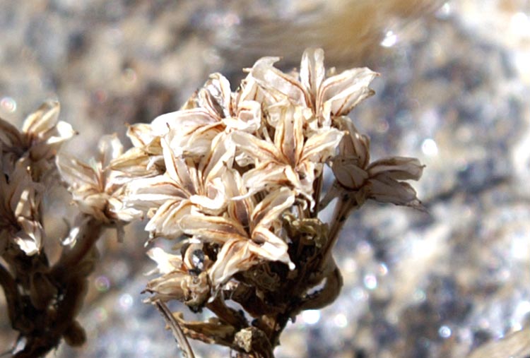 Gi sfiorita? Sedum atratum