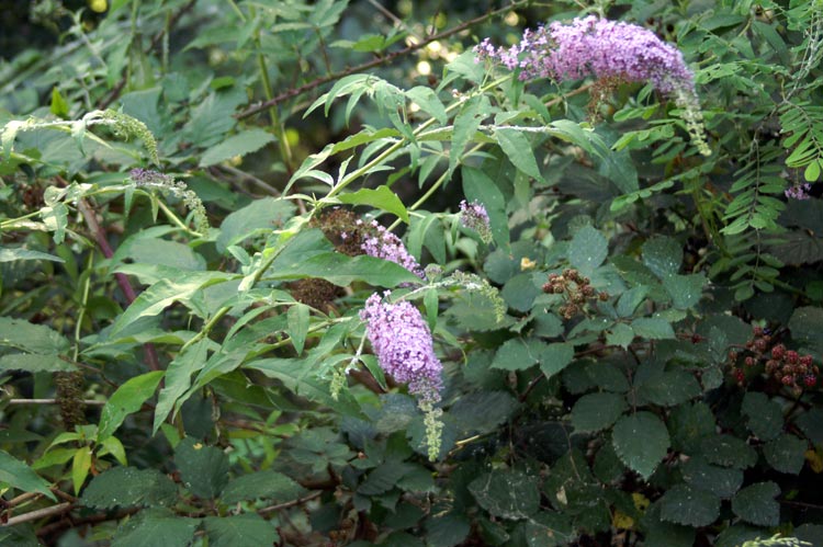Buddleja davidii / Buddleja (pianta coltivata)