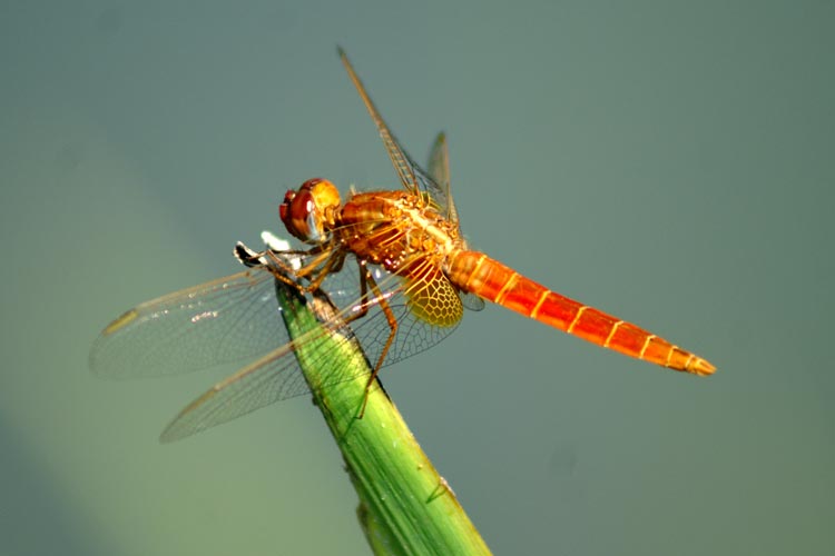 Crocothemis erythraea