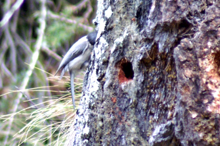 Poecile montanus