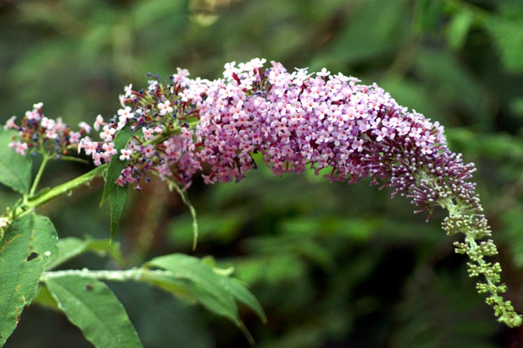Buddleja davidii / Buddleja (pianta coltivata)