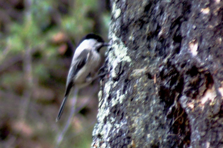 Poecile montanus