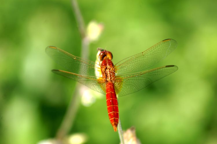 Crocothemis erythraea
