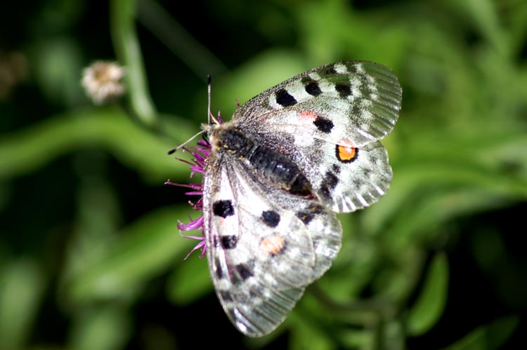 Parnassius apollo