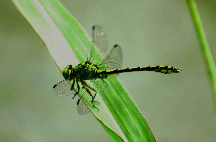 Ophiogomphus cecilia (Gomphidae)