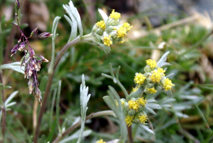 Artemisia umbelliformis / Genipi bianco