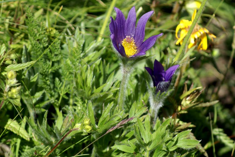 Pulsatilla halleri / Pulsatilla di Haller