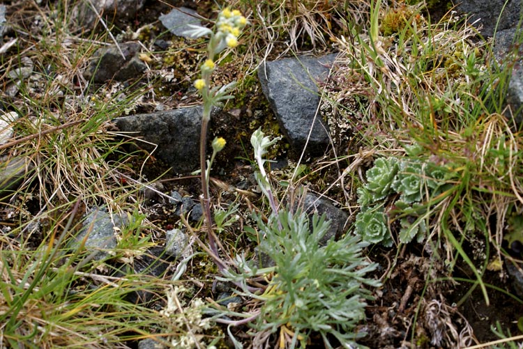 Artemisia umbelliformis / Genipi bianco